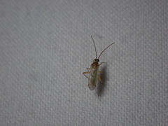 Engytatus modestus