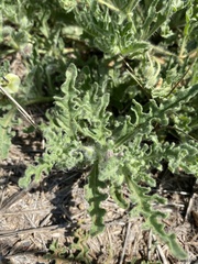 Chamaesaracha coniodes