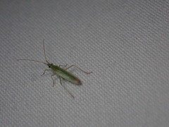 Orthotylus