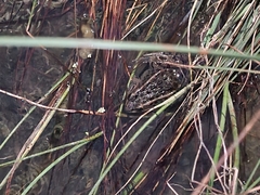 Lithobates pipiens