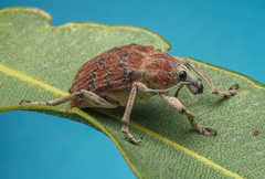 Bryachus squamicollis