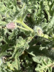 Chamaesaracha coniodes