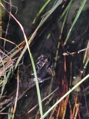 Lithobates pipiens