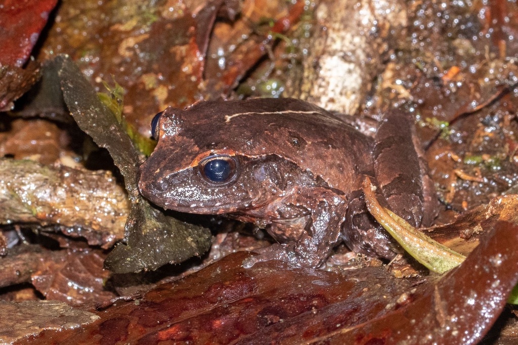 Montane Dirt Frog