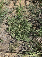 Chamaesaracha coniodes