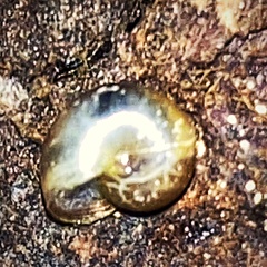 Glyphyalinia indentata