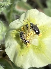 Perdita sexmaculata