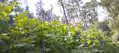 Salvia concolor