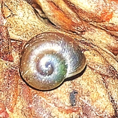 Glyphyalinia indentata