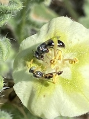 Perdita sexmaculata