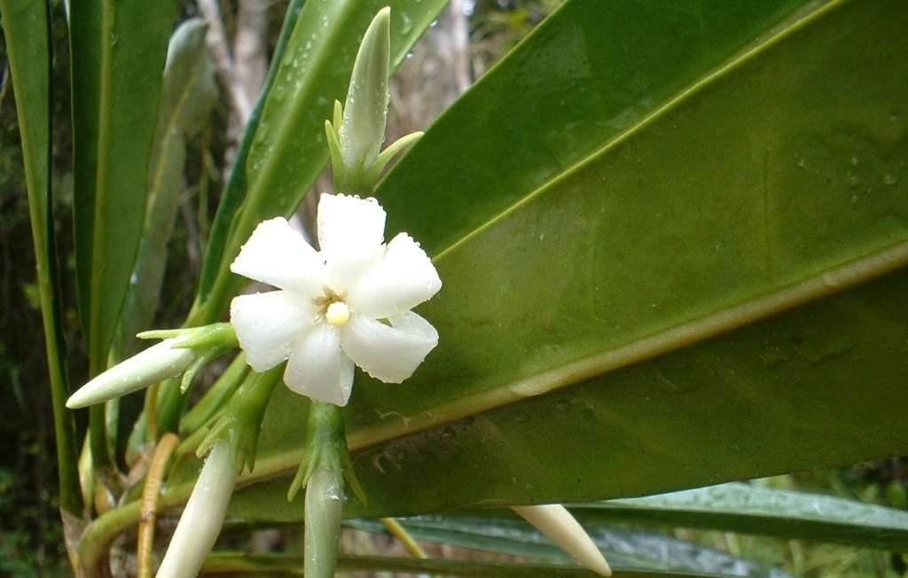 Mantalania