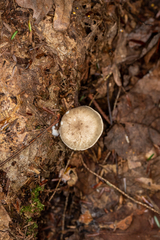 Ampulloclitocybe clavipes