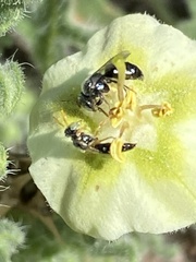 Perdita sexmaculata