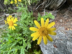 Arnica chamissonis