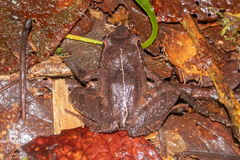 Craugastor aenigmaticus