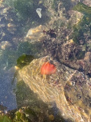 Cnemidocarpa finmarkiensis