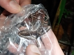 Craugastor aenigmaticus