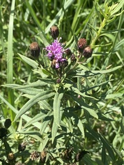 Vernonia marginata