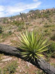 Yucca decipiens