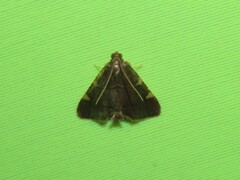 Hypsopygia binodulalis