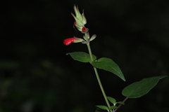 Salvia fulgens