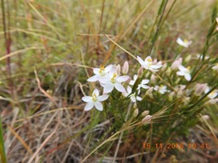 Centaurium erythraea