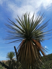Yucca decipiens