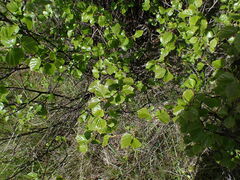 Betula occidentalis