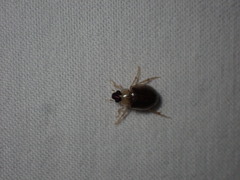 Berosus