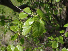 Betula occidentalis