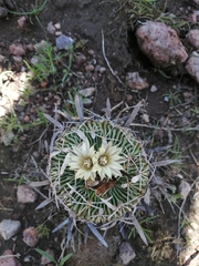 Echinofossulocactus phyllacanthus