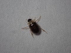Berosus