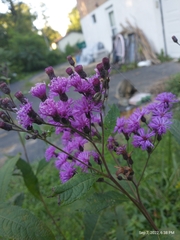 Neoscona arabesca