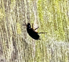 Haplandrus fulvipes