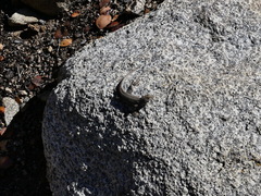 Sceloporus graciosus