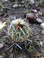 Echinofossulocactus phyllacanthus