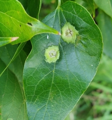 Pachypsylla