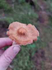 Cortinarius obtusus