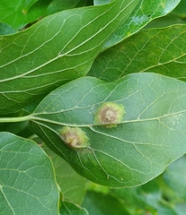 Pachypsylla