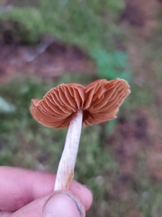 Cortinarius obtusus