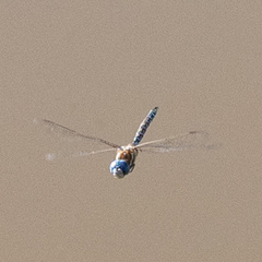 Rhionaeschna multicolor