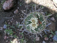 Echinofossulocactus phyllacanthus