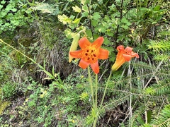 Lilium parvum
