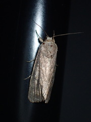 Spodoptera frugiperda