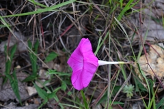 Ipomoea elongata
