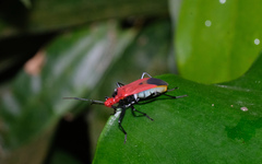 Dindymus sanguineus