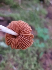 Cortinarius obtusus