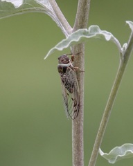 Diceroprocta marevagans