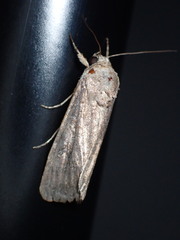 Spodoptera frugiperda