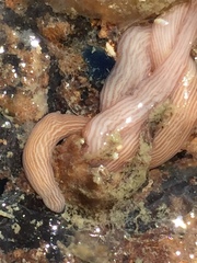 Baseodiscus delineatus